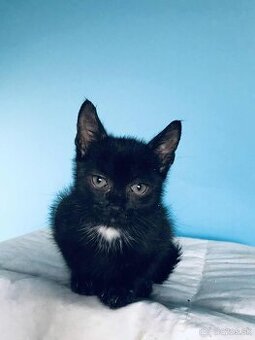 MIP SI HĽADÁ DOMOV VO VNÚTRI - 2