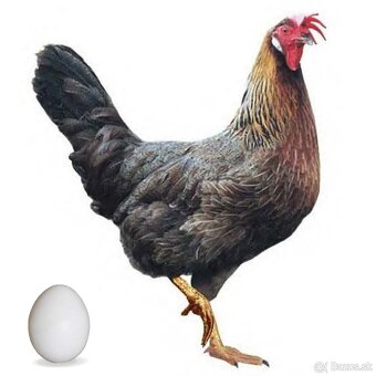 Nosnice, mládky - 2