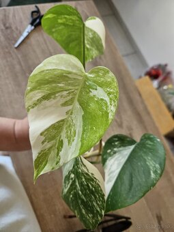 Monstera albo - 2