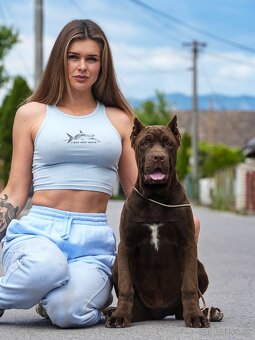 Bandog sučka - 2
