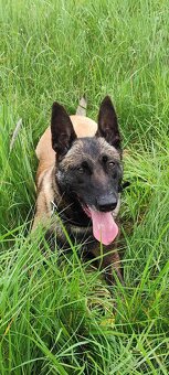 Belgický ovčiak malinois - 2