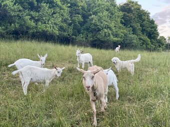 Mlieko od kozy, ktorá má vlastný názor 🐐 - 2