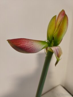Zornica - 2