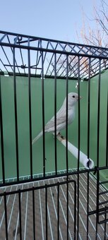 Predám Kanáriky,Kanáre - 2