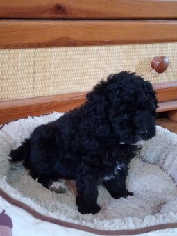 Pudel dvojfarebný - 2