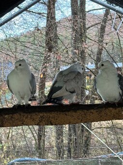 Starorientálne sovky - 2