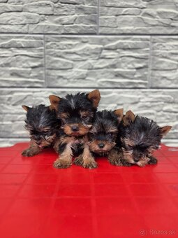 Yorkshirsky terier - 2