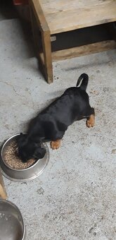 Šteniatka slovenský kopov - 2