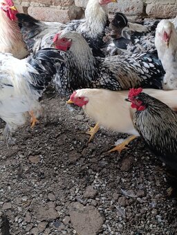 Brahmanka - wiandotka - 2