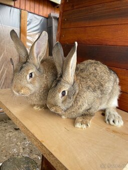 Predam samice králikov - 2