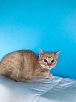 CLYDE SI HĽADÁ DOMOV VO VNÚTRI - 2