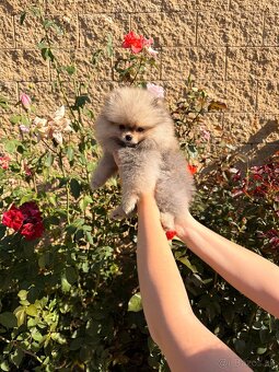 Pomeranian s PP - 2