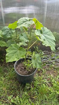Paulownia(cisársky) strom - 2