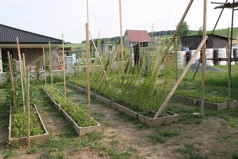 Svetelný koreň - semiačka, jednoročky, na konzum,  prášok - 2