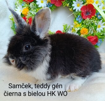 Zakrslý králik teddy gén s VP - samček WO - 2