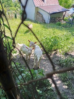 Slovenská koza (kozľa) - 2
