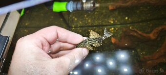 Panaque L191 Royal broken Line - 2