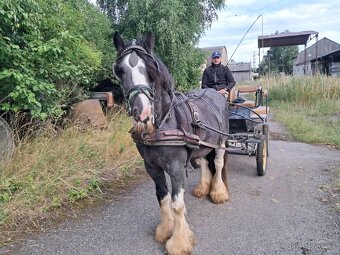 Pripušťanie Írsky Cob - 2