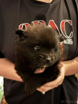 Nemecky Trpaslíci Špic - 2