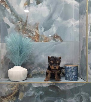 Yorkshirsky terier - 2