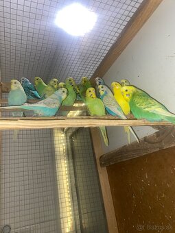 Mladé andulky a korely - 2