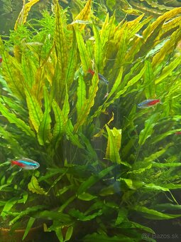 Predám Cryptocoryne - 2