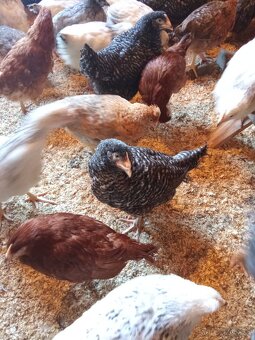 Brojlerove,nosnice kurčatá - 2