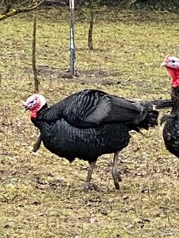 Predám živého moriaka - 2