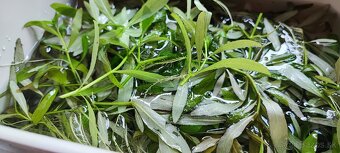 Akvarijne rastliny - 2