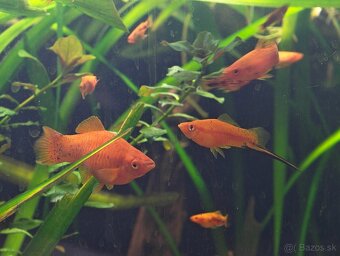Predávam ryby - 2
