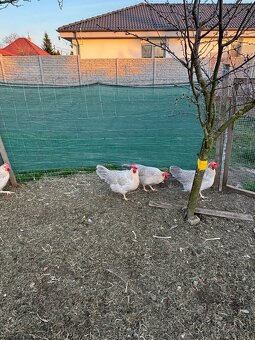 Nasadove vajíčka vlaska perloseda - 2