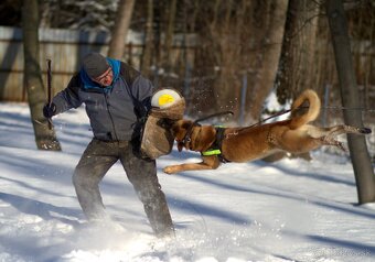Ponúkam na krytie belgického ovčiaka Malinois - 2