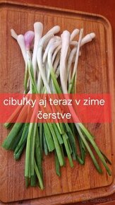 Sibírska cibuľka pri väčšom odbere dám i navyše - 2