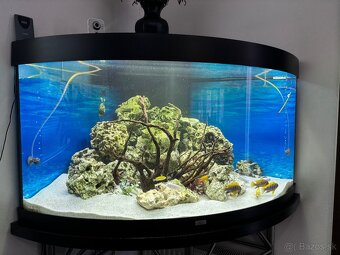 akvárium juwel trigon 350 + stolik - 2