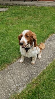 Welsh springer spaniel, predaj - 2
