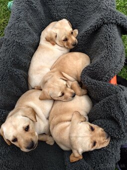 Šteniatka labrador - 2
