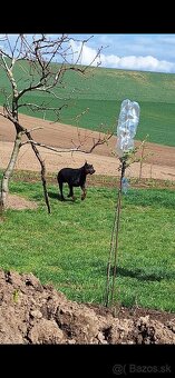 Doberman na krytie - 2