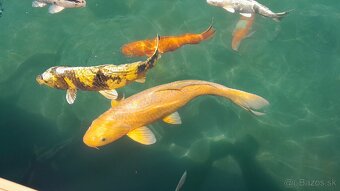 Koi kapre - 2