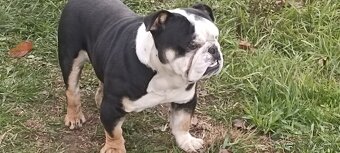 Anglicky buldog - 2