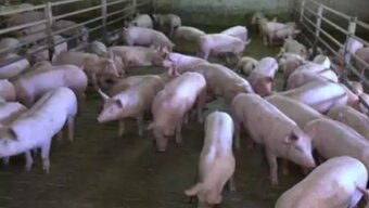 Ponúkam na predaj prasatá - 2