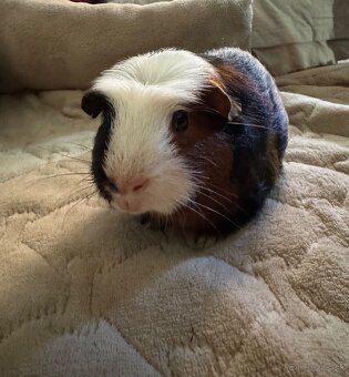 Anglický crested samček - 2