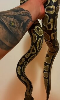 Python regius,ball python - 2