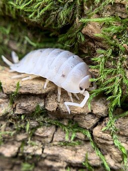 Isopod / Isopody - 2