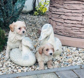 Maltipoo,pudel,maltezak - 2