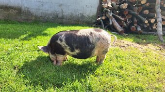 Kune kune - 2