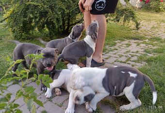 American bully XL, Americký stafordsirsky terier, - 2