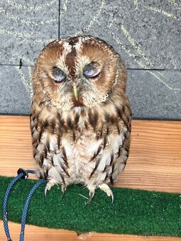 Strix aluco , Sova obyčajná (hnedá) - 2