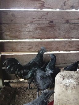 Kohút ayam cemani - 2