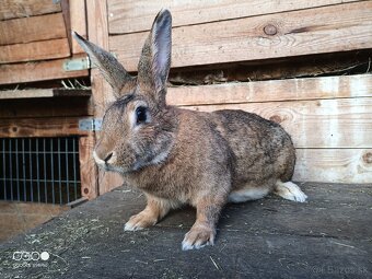 Samica kríženec 1 rok - 2