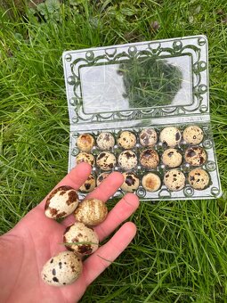 Prepeličie vajíčka - 2